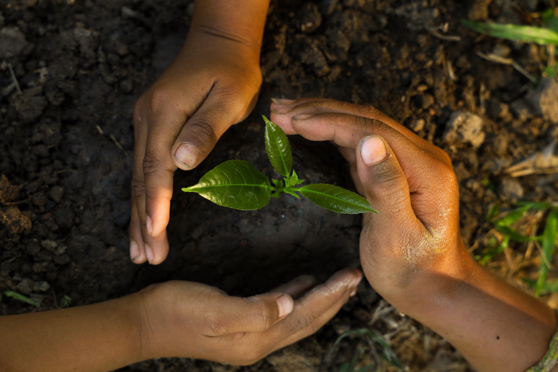 3 hands of children are protecting the growing small seedlings