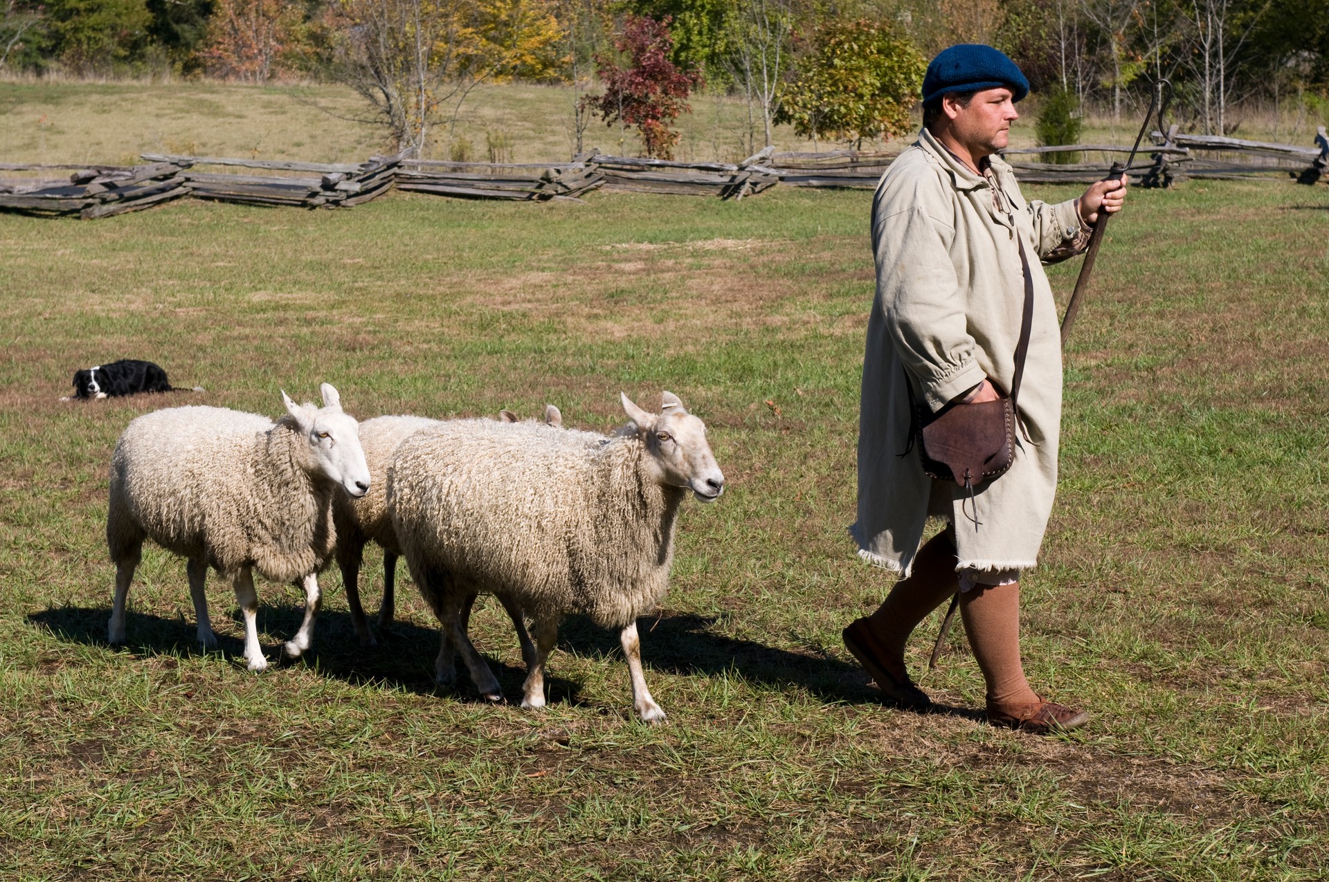 Shepherd, Sheep and Border Collie